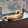 cat, orange_cat, hammock, window, sunlight, indoor, pet, relaxing, cozy, feline, curious, fluffy, resting, daylight, screen, car, animal, home, comfortable, paw