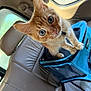 Nacho is registered to the contest to win money with this photo: kitten, cat, orange_tabby, blue_eyes, pet_carrier, car_interior, backseat, leather_seat, whiskers, curious, fluffy, small_dog, peeking, animal, pet, vehicle, window, sunlight, close_up, cute