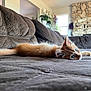 animal, blue_eyes, cat, couch, cozy, curious, fur, furniture, ginger_cat, home, indoor, kitten, living_room, pet, plant, relaxed, soft_light, stone_fireplace, stretched_out, whiskers
