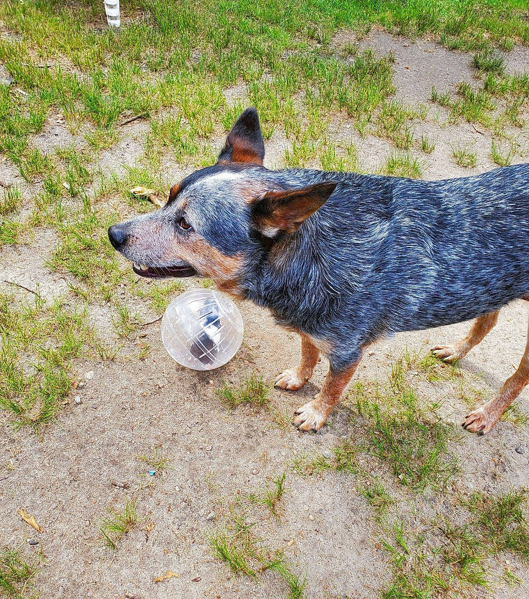 Apollo Cooper is registered to the contest to win money with this photo: australian_cattle_dog, canidae, carnivore, dog, dog_breed, grass, groundcover, herding_dog, plant, sporting_group, tail, terrestrial_animal, working_dog