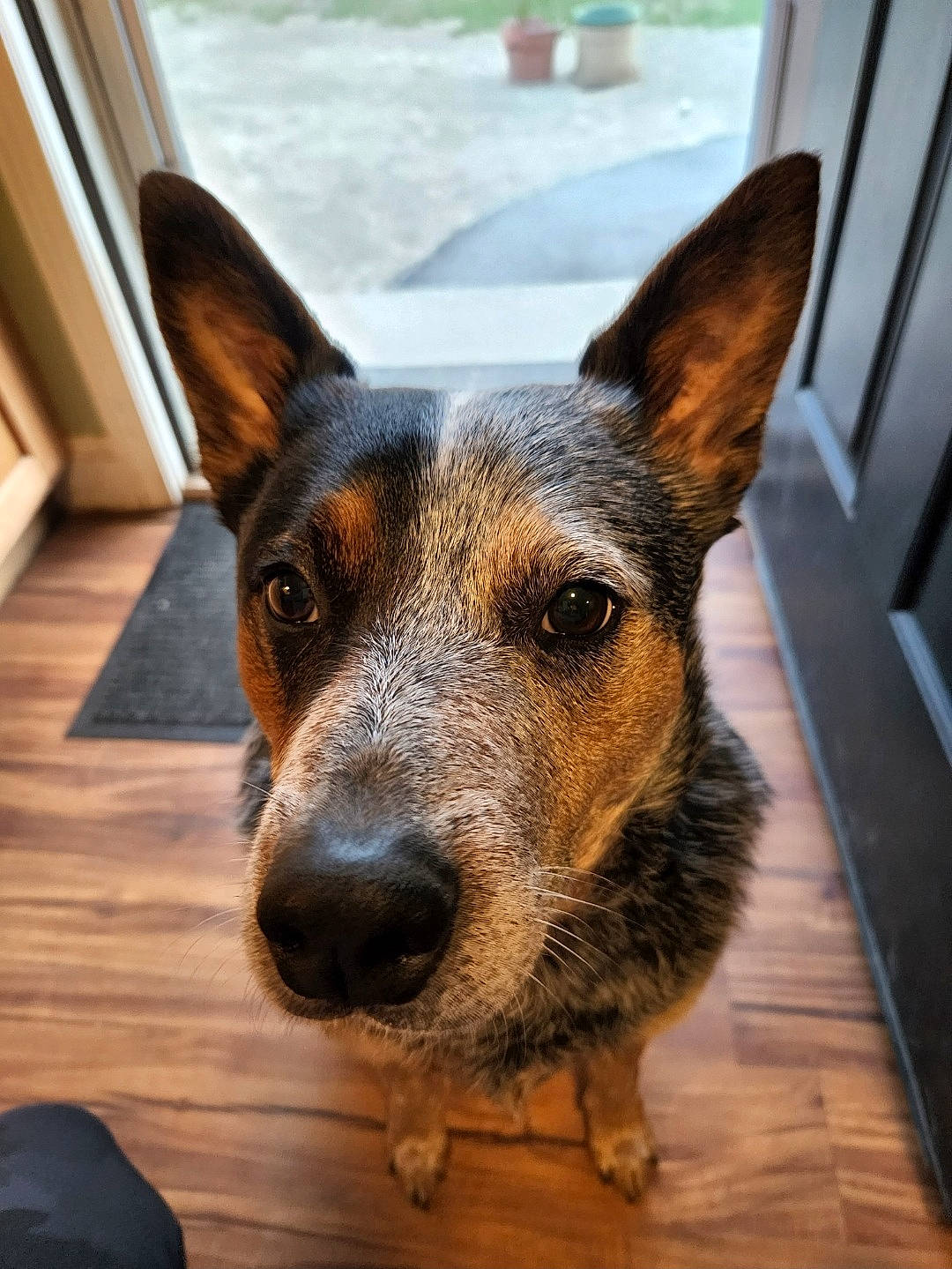 Apollo Cooper is registered to the contest to win money with this photo: australian_cattle_dog, canidae, carnivore, companion_dog, dog, dog_breed, ear, fawn, flooring, fur, hardwood, snout, sporting_group, terrestrial_animal, texas_heeler, whiskers, window, wood, working_animal, working_dog