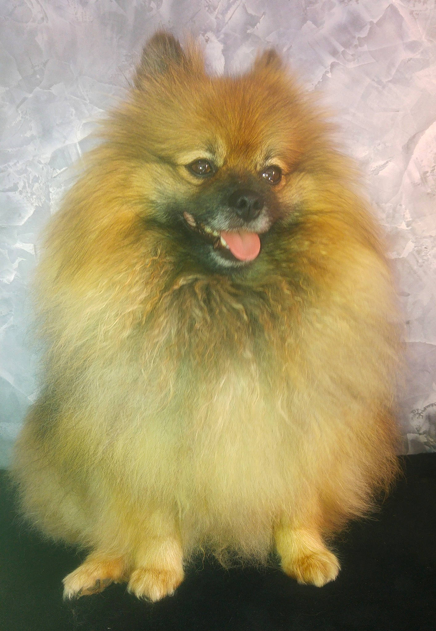 Mango participe au concours pour gagner de l'argent avec cette photo : ancient_dog_breeds, canidae, carnivore, companion_dog, dog, dog_breed, fawn, fur, german_spitz, german_spitz_klein, german_spitz_mittel, keeshond, mammal, non_sporting_group, pomeranian, snout, spitz, toy_dog, vertebrate, volpino_italiano