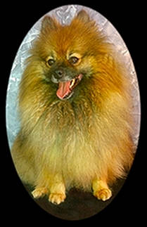 Mango participe au concours pour gagner de l'argent avec cette photo : canidae, carnivore, companion_dog, dog, dog_breed, german_spitz, german_spitz_klein, mammal, non_sporting_group, pomeranian, spitz, toy_dog, vertebrate