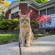 Vinny is registered to the contest to win money with this photo: cat, ginger_cat, sidewalk, grass, house, brick_wall, window, shrubbery, tree, green_leaves, red_leaves, daylight, outdoor, pet, animal, curious, sitting, suburb, nature, sunlight
