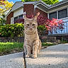 cat, ginger_cat, sidewalk, grass, house, brick_wall, window, shrubbery, tree, green_leaves, red_leaves, daylight, outdoor, pet, animal, curious, sitting, suburb, nature, sunlight