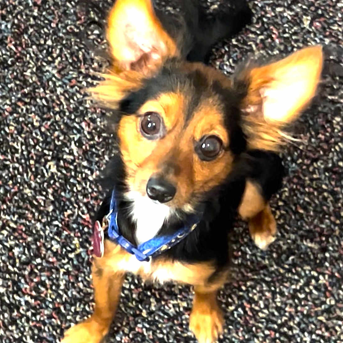 Sophie is registered to the contest to win money with this photo: accessories, animal, ball, canine, chihuahua, cockerspaniel, collar, dog, germanshepherd, hound, leash, papillon, pebble, pet, puppy, road, rock, strap, tarmac, terrier