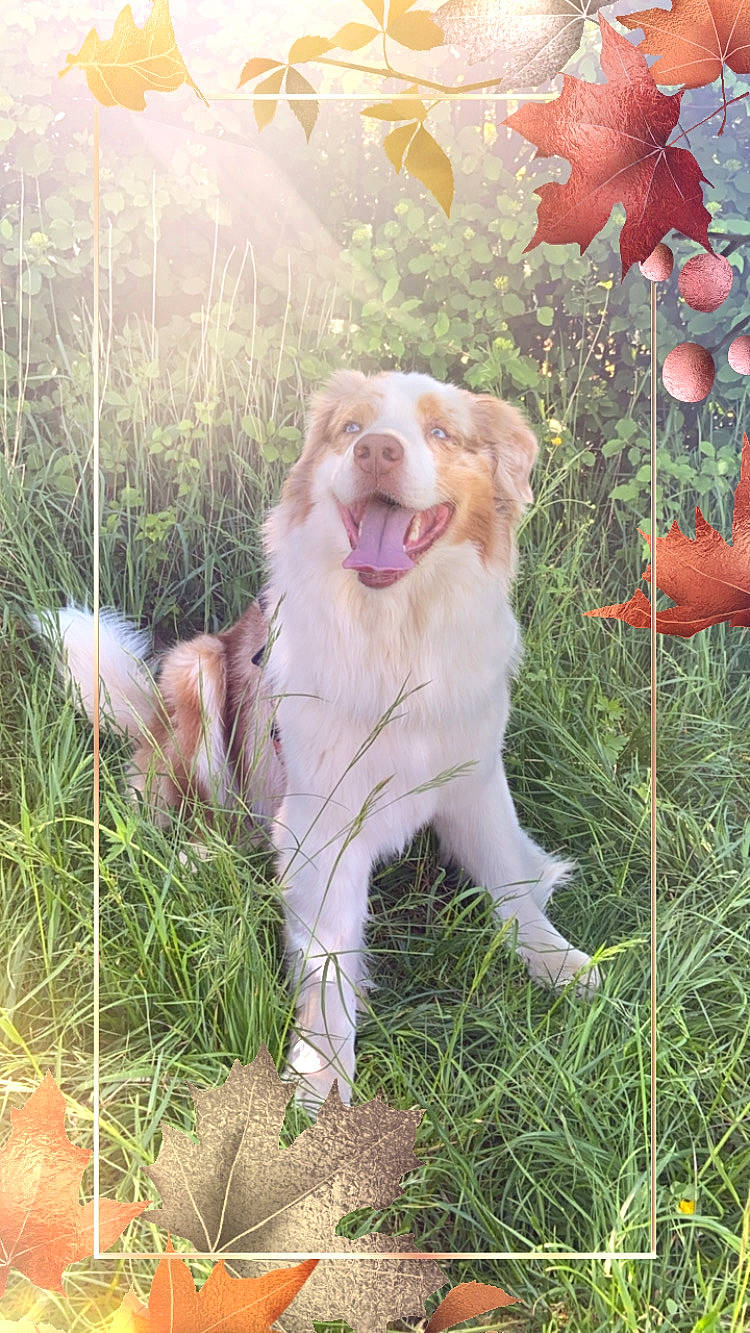 Ladin participe au concours pour gagner de l'argent avec cette photo : australian_shepherd, canidae, carnivore, companion_dog, dog, dog_breed, fawn, golden_retriever, grass, hunting_dog, mammal, retriever, sporting_group
