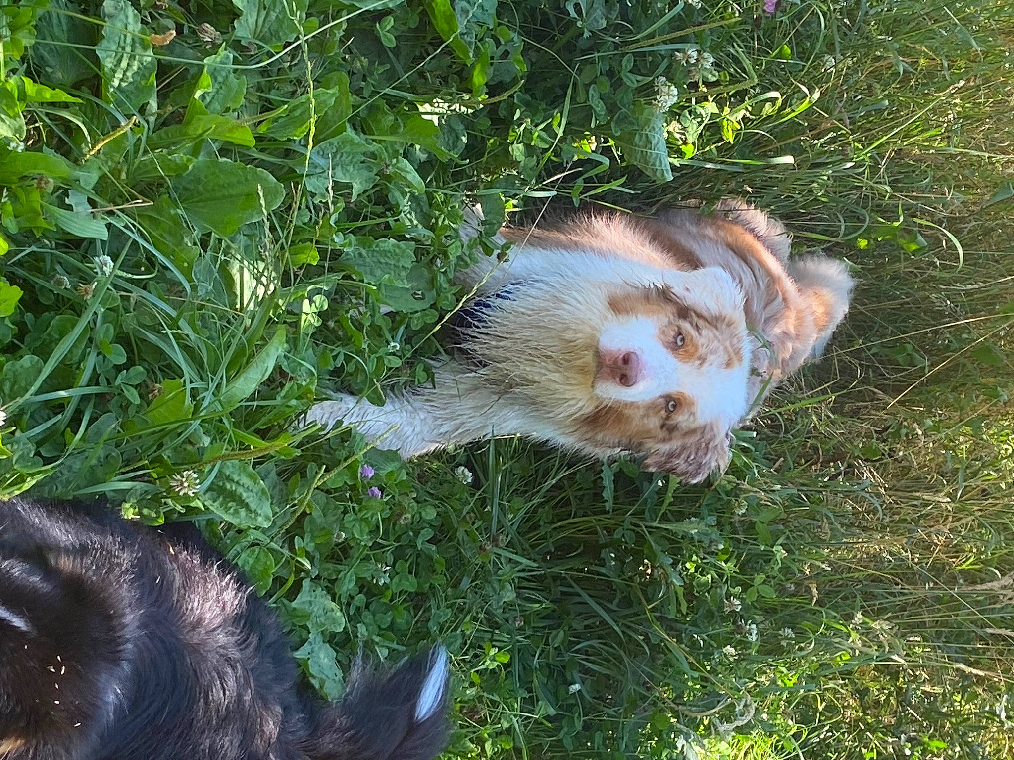 Ladin participe au concours pour gagner de l'argent avec cette photo : canidae, carnivore, cat, fawn, felidae, fur, grass, plant, small_to_medium_sized_cats, tail