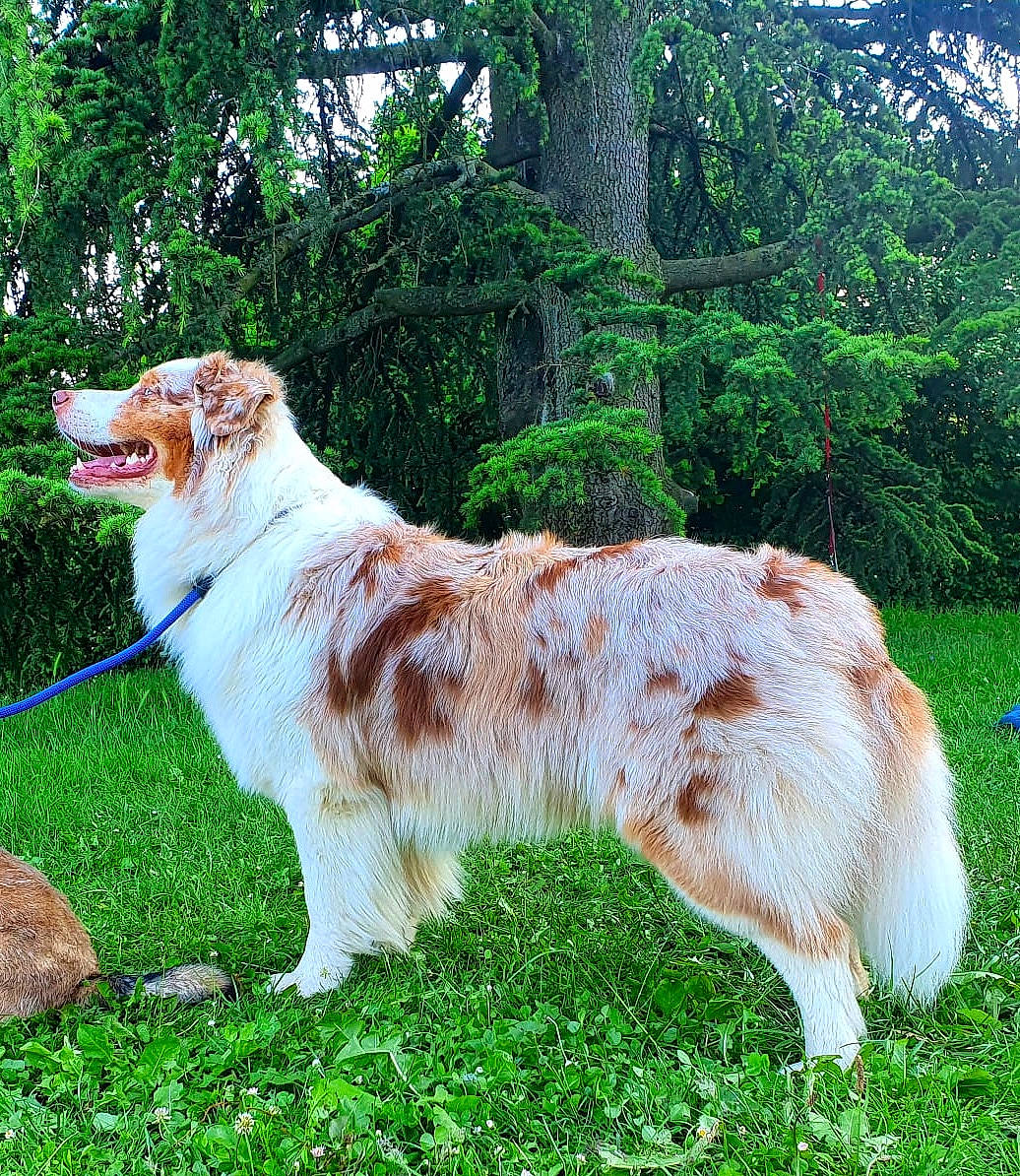 Ladin a rejoint le concours — aidez-le/la à gagner de superbes lots ! aidi, australian_shepherd, canidae, carnivore, collie, companion_dog, dog, dog_breed, grass, herding_dog, mammal, miniature_australian_shepherd, scotch_collie, sporting_group, vertebrate, working_dog