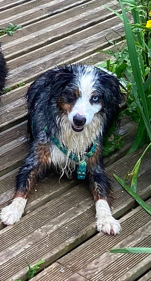 Tango a rejoint le concours — aidez-le/la à gagner de superbes lots ! australian_shepherd, bernese_mountain_dog, canidae, carnivore, companion_dog, dog, dog_breed, english_shepherd, mammal, miniature_australian_shepherd, rare_breed_dog, sporting_group, vertebrate, working_dog