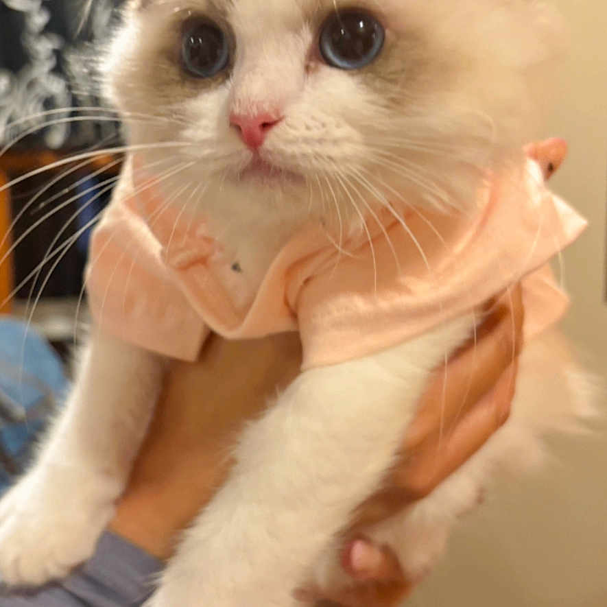 Moon joined the competition — help win amazing prizes! animal, blue_eyes, cat, closeup, clothing, cream_fur, cute, domestic_animal, feline, fluffy, hand, holding, indoor, kitten, person, pet, portrait, shirt, white_fur, young