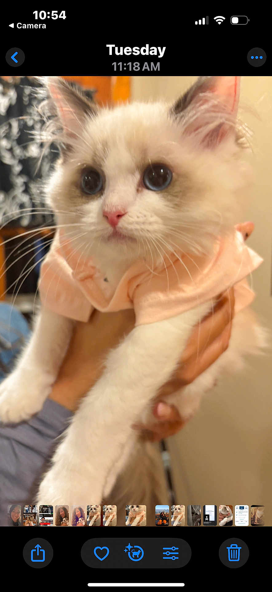 Moon joined the competition — help win amazing prizes! kitten, cat, pet, animal, fluffy, blue_eyes, white_fur, cream_fur, cute, indoor, person, hand, holding, clothing, shirt, closeup, portrait, feline, young, domestic_animal