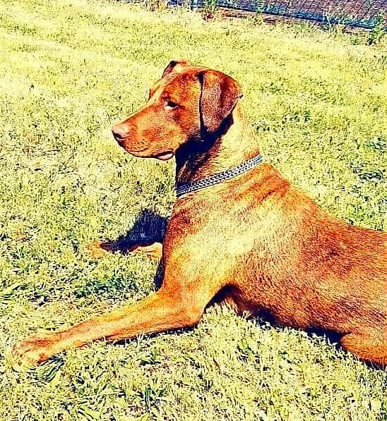 Pepito a rejoint le concours — aidez-le/la à gagner de superbes lots ! canidae, carnivore, chesapeake_bay_retriever, dog, dog_breed, hunting_dog, liver, mammal, pointing_breed, sporting_group, vertebrate, vizsla