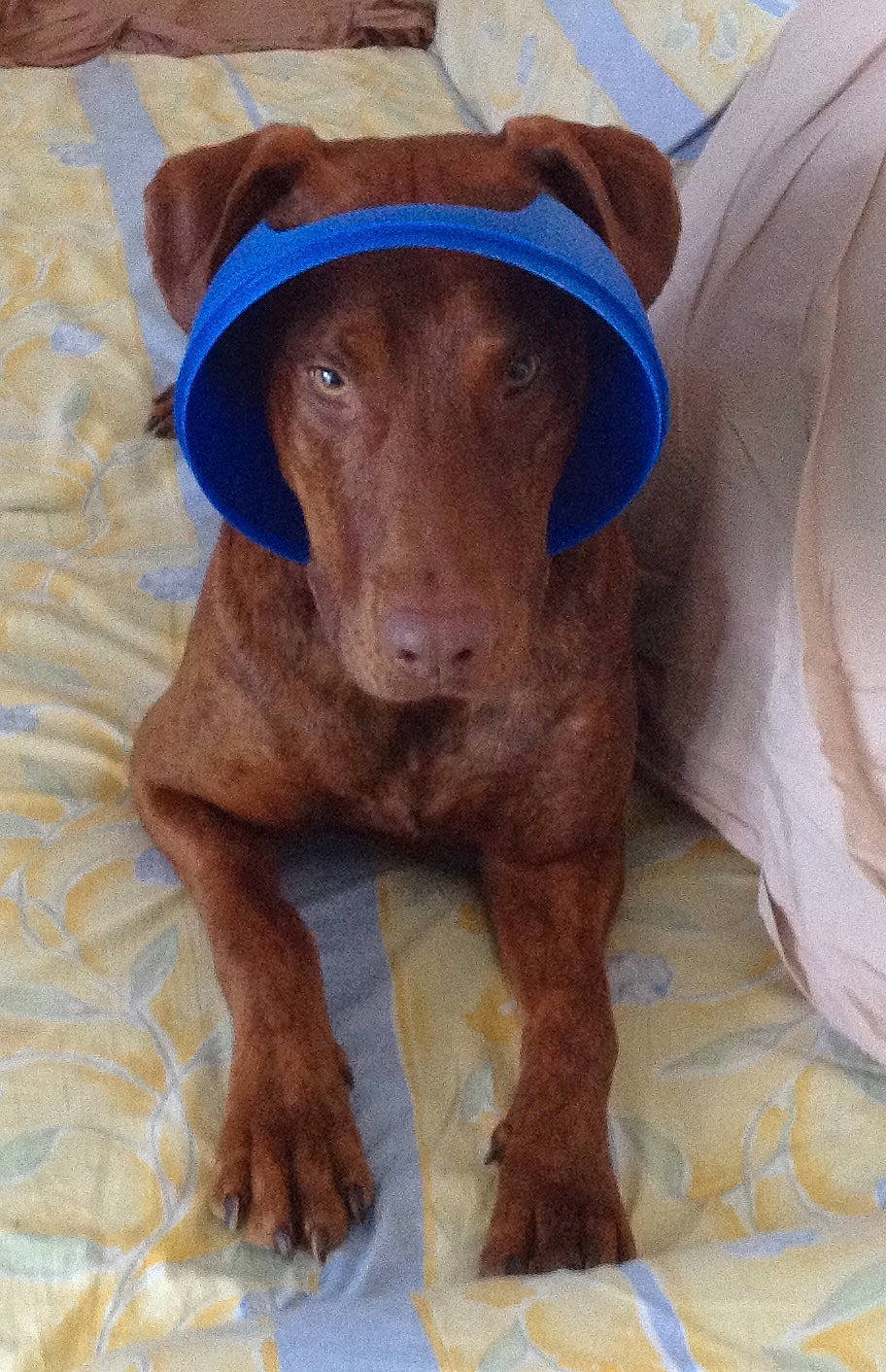 Pepito participe au concours pour gagner de l'argent avec cette photo : canidae, carnivore, chesapeake_bay_retriever, companion_dog, dog, dog_breed, fawn, hunting_dog, labrador_retriever, liver, mammal, pointing_breed, puppy, snout, sporting_group, vertebrate, vizsla