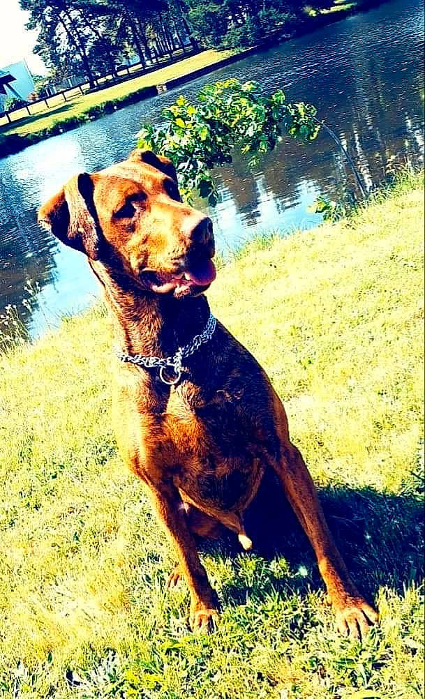 Pepito