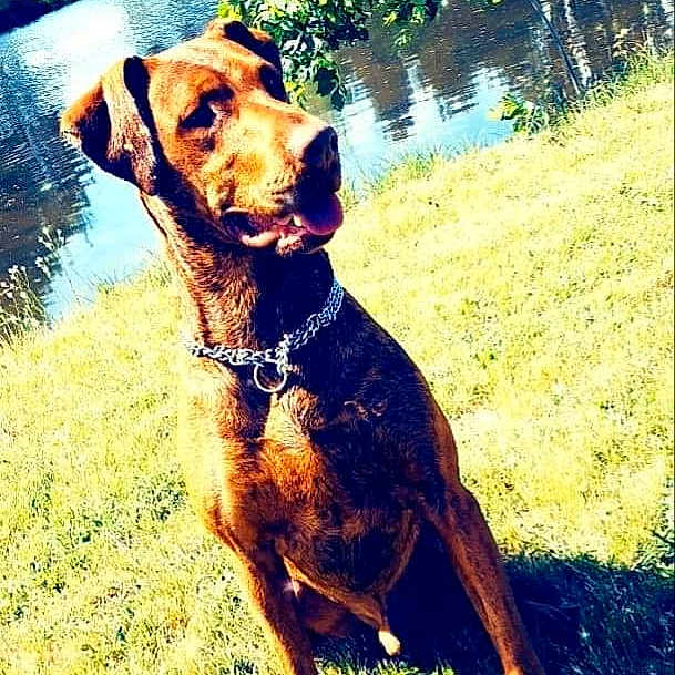 Pepito