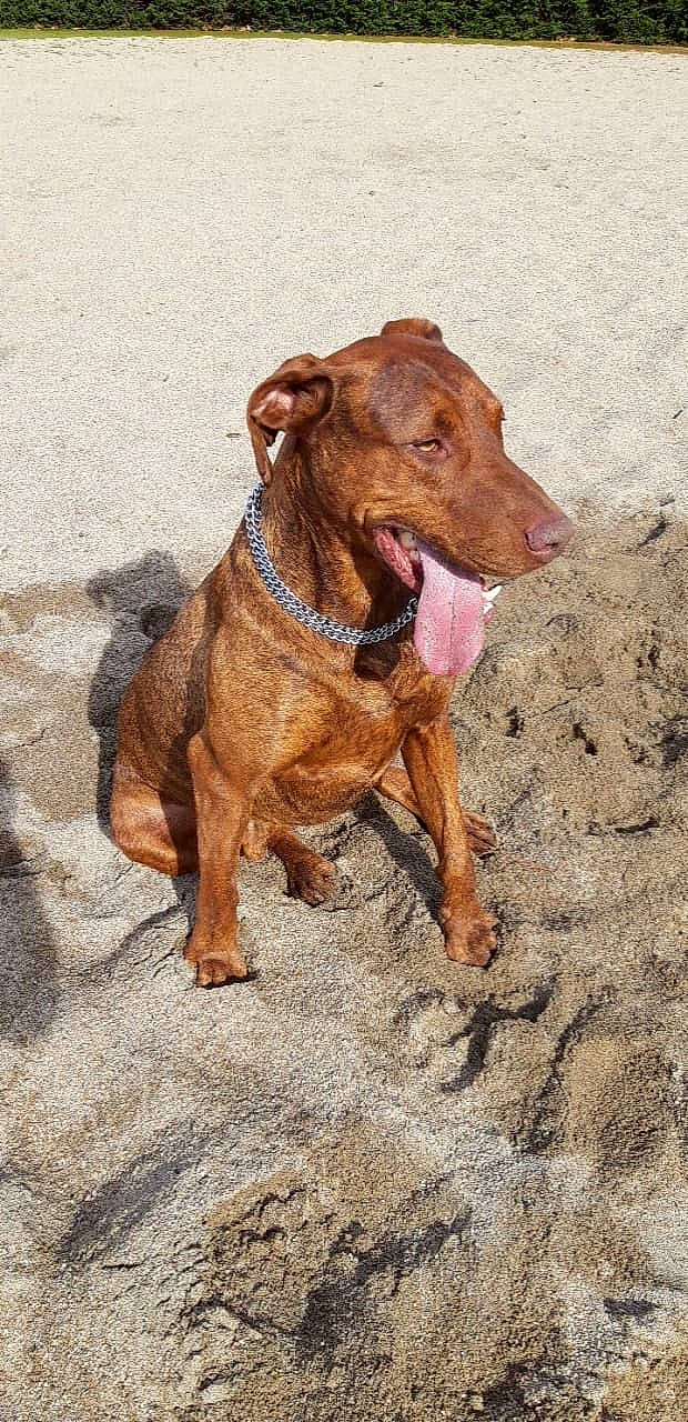 Pepito a rejoint le concours — aidez-le/la à gagner de superbes lots ! canidae, carnivore, dog, dog_breed, dog_collar, fawn, hunting_dog, mammal, rare_breed_dog, snout, sporting_group, vertebrate, vizsla