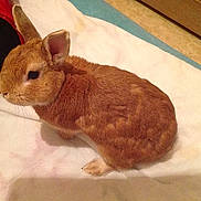 Buggs participe au concours pour gagner de l'argent avec cette photo :