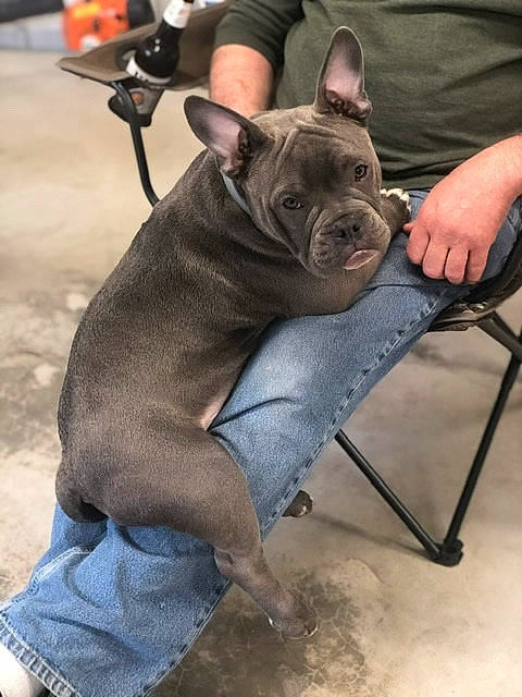 Malone is registered to the contest to win money with this photo: american_pit_bull_terrier, canidae, carnivore, companion_dog, dog, dog_breed, ear, fawn, french_bulldog, molosser, non_sporting_group, snout, sporting_group, thai_ridgeback