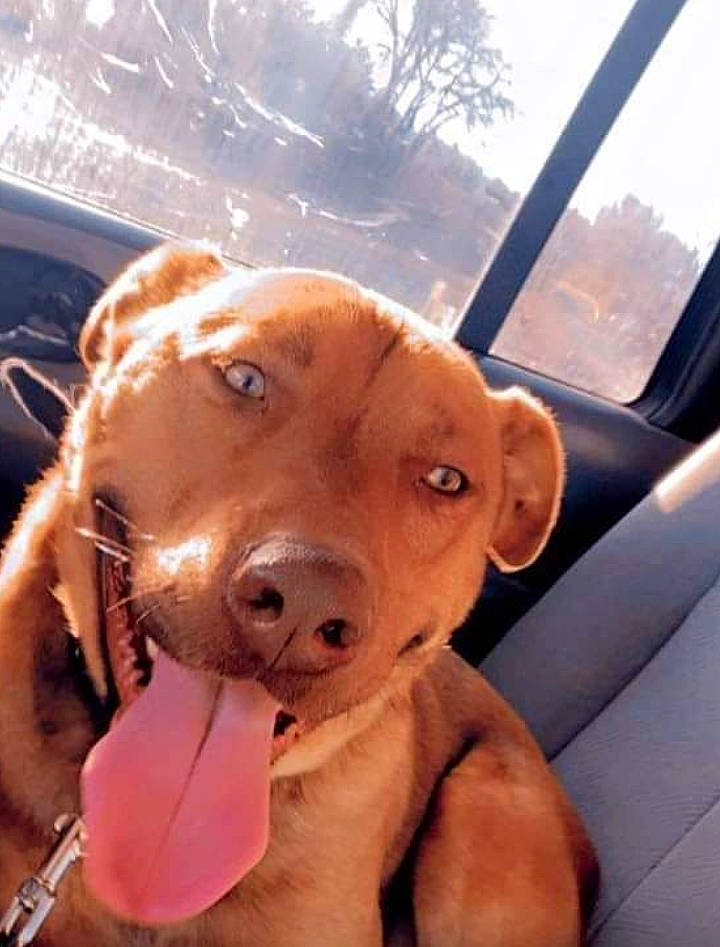 Miles joined the competition — help win amazing prizes! canidae, carnivore, collar, companion_dog, dog, dog_breed, dog_collar, fawn, fur, hat, liver, selfie, sky, snout, sporting_group, vehicle, vehicle_door, whiskers, windshield, working_animal