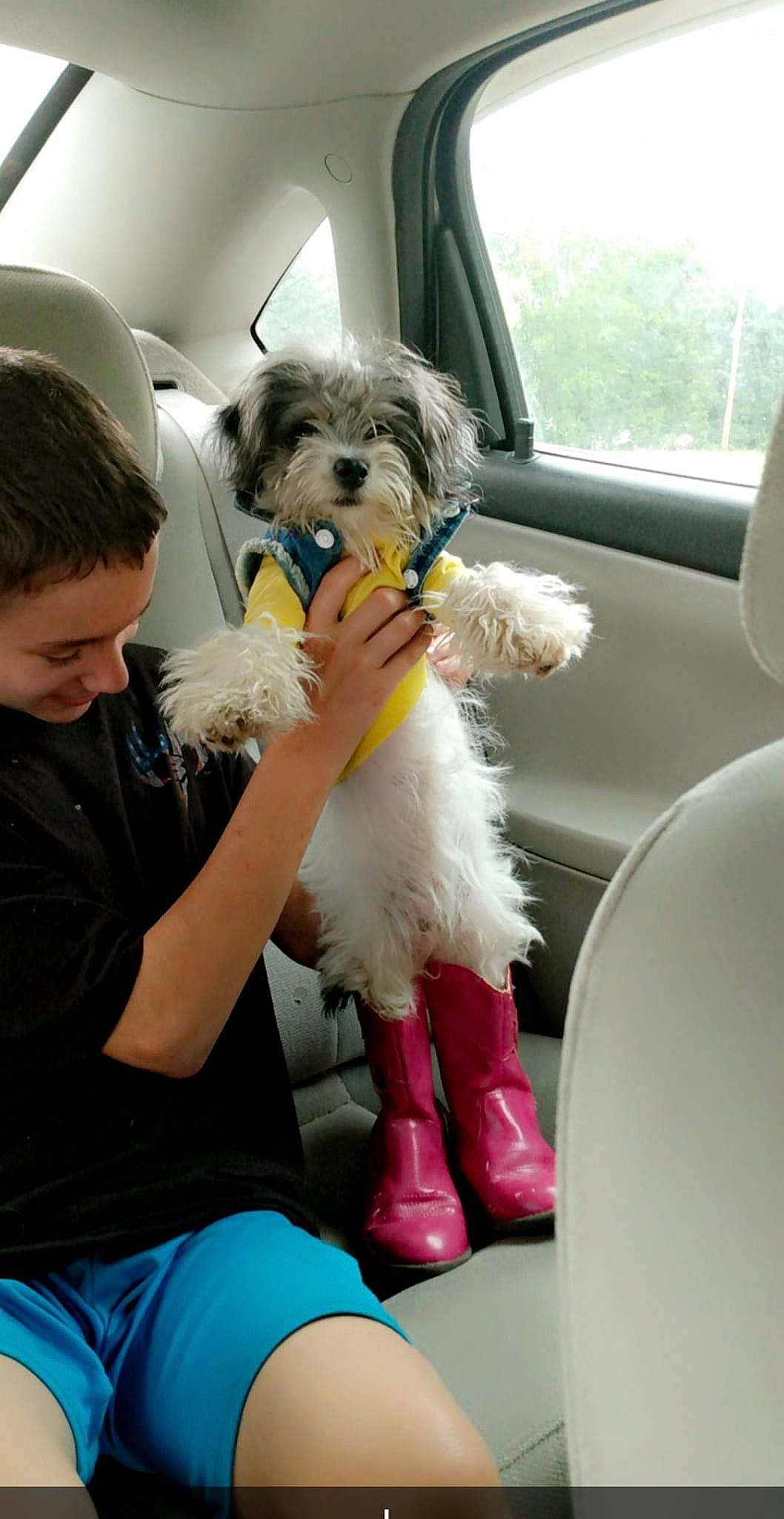 Swiggles joined the competition — help win amazing prizes! canidae, car, car_seat, car_seat_cover, carnivore, child, companion_dog, dog, dog_breed, fur, labradoodle, lap, poodle_crossbreed, puppy_love, sitting, small_terrier, sporting_group, terrier, toddler, toy_dog