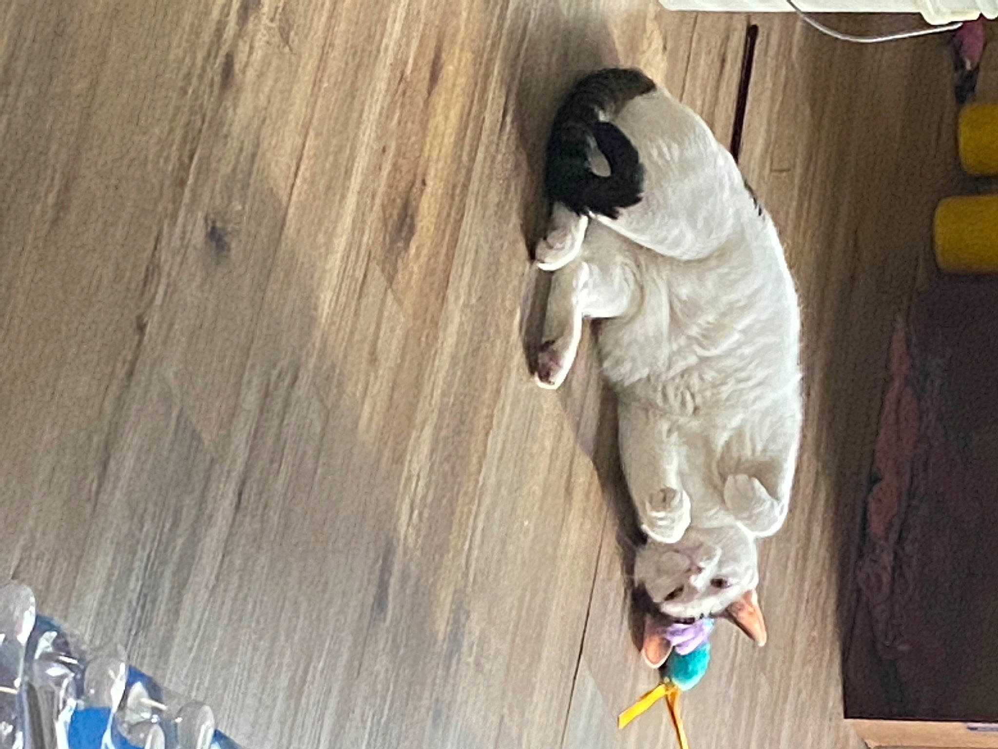 Tobey joined the competition — help win amazing prizes! art, beak, carnivore, concrete, door, fawn, felidae, flooring, fur, grey, hardwood, parrot, plywood, recreation, snout, tail, toy, tree, visual_arts, wood