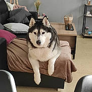 Dyxon a rejoint le concours — aidez-le/la à gagner de superbes lots ! husky, dog, pet, couch, blanket, pillows, living_room, table, decor, plant, shelf, floor, indoor, furniture, relaxed, animal, cozy, home, resting, fur