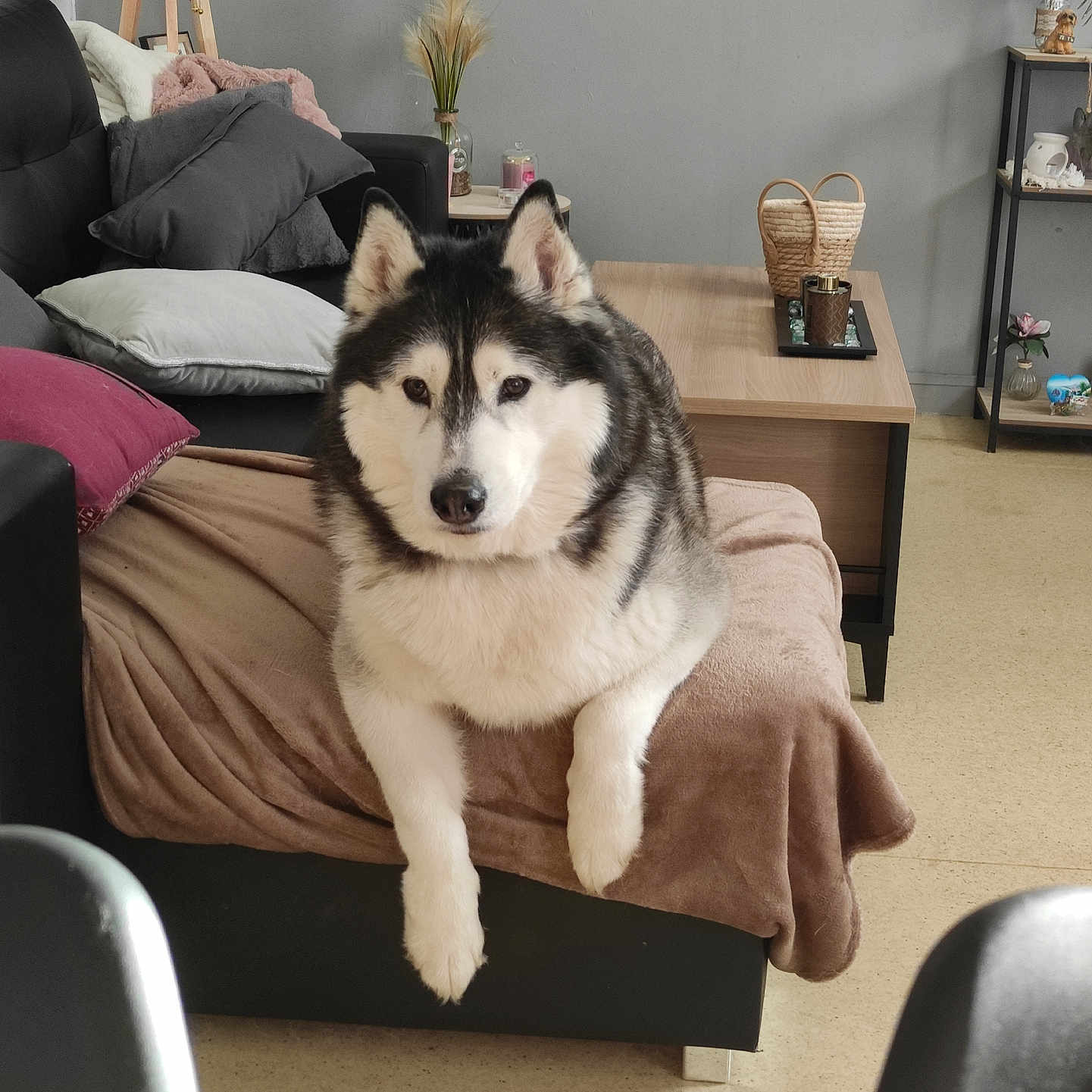 Dyxon a rejoint le concours — aidez-le/la à gagner de superbes lots ! husky, dog, pet, couch, blanket, pillows, living_room, table, decor, plant, shelf, floor, indoor, furniture, relaxed, animal, cozy, home, resting, fur