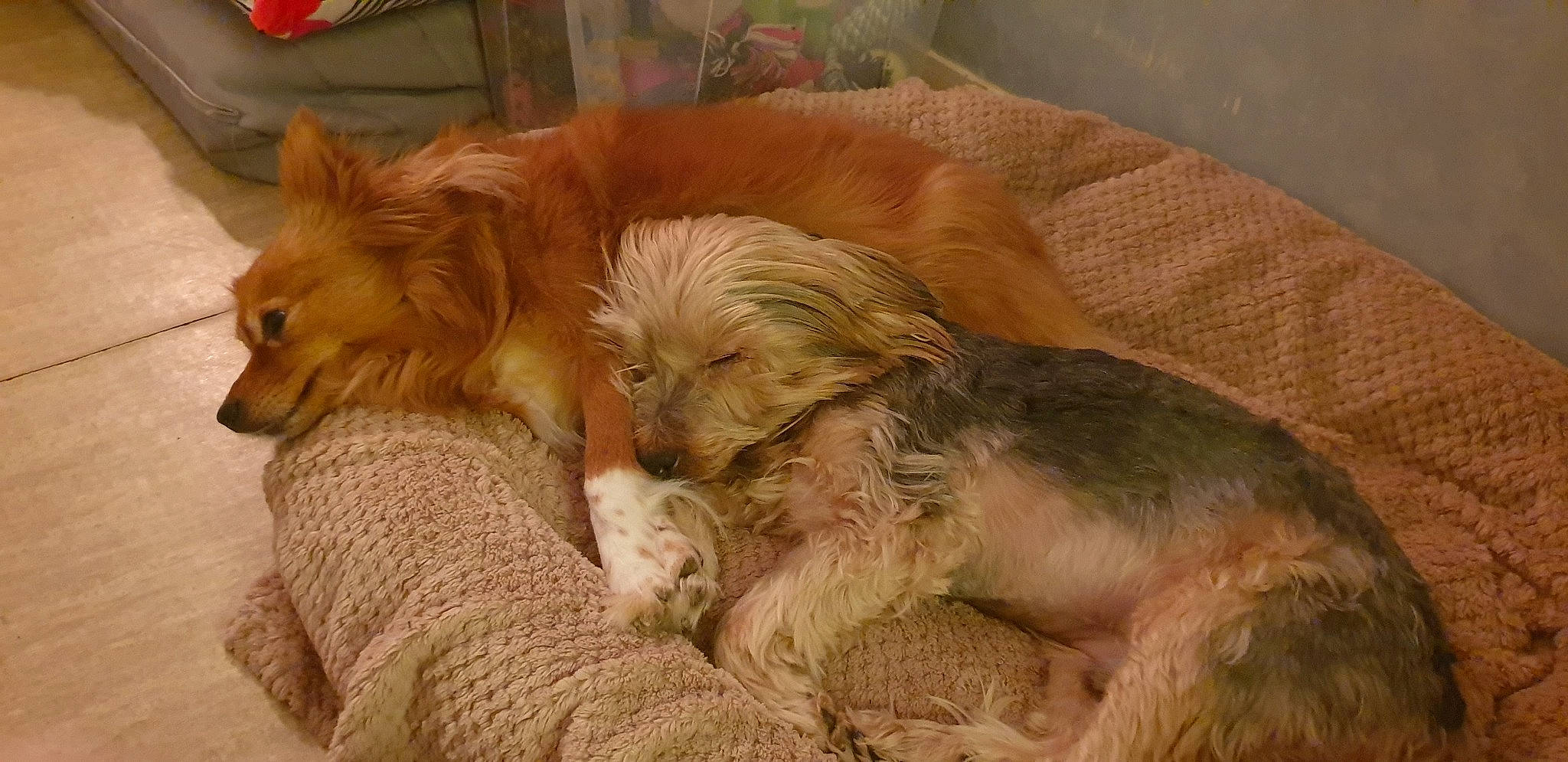 Inaya Et Gully a rejoint le concours — aidez-le/la à gagner de superbes lots ! australian_terrier, cairn_terrier, canidae, carnivore, companion_dog, dog, dog_breed, fur, mammal, morkie, nap, norwich_terrier, pomeranian, puppy, puppy_love, sporting_group, terrier, vertebrate, yorkipoo, yorkshire_terrier