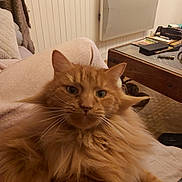 Crapahut a rejoint le concours — aidez-le/la à gagner de superbes lots ! cat, orange_cat, fluffy, indoor, blanket, furniture, heater, table, cozy, pet, whiskers, relaxed, fur, home, living_room, comfort, domestic, cute, animal, mammal