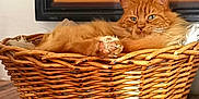 Crapahut participe au concours pour gagner de l'argent avec cette photo : cat, ginger_cat, wicker_basket, relaxed, fluffy, paw, wooden_floor, indoor, pet, feline, animal, fur, resting, closeup, cozy, home, portrait, table, orange, domestic_cat