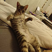 Alf a rejoint le concours — aidez-le/la à gagner de superbes lots ! cat, tabby, pet, indoor, bed, blanket, feline, relaxed, stretching, paws, fur, animal, cute, cozy, home, domestic, striped, sleepy, comfort, laying_down