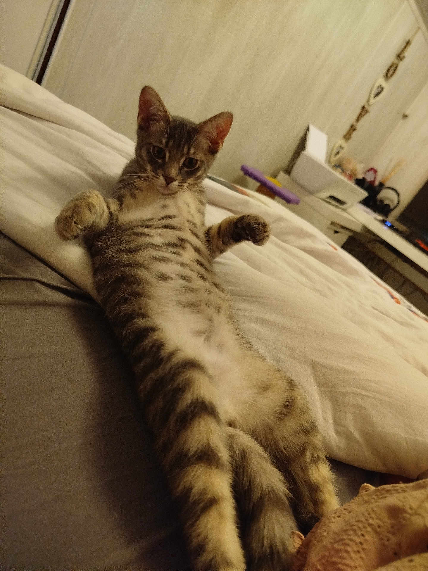 Alf a rejoint le concours — aidez-le/la à gagner de superbes lots ! cat, tabby, pet, indoor, bed, blanket, feline, relaxed, stretching, paws, fur, animal, cute, cozy, home, domestic, striped, sleepy, comfort, laying_down