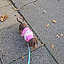 Cookie joined the competition — help win amazing prizes! dog, brown_dog, pink_sweater, leash, sidewalk, pavement, autumn_leaves, outdoor, pet, walking, small_dog, canine, casual, blurry, daylight, concrete, street, animal, cute, pet_walking