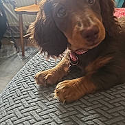 Cookie is registered to the contest to win money with this photo: puppy, dog, pet, brown, fur, indoor, curious, eyes, ears, collar, table, chair, window, soft_light, texture, cozy, animal, close_up, cute, relaxed