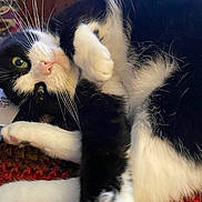 Stella is registered to the contest to win money with this photo: cat, black_and_white, pet, feline, whiskers, green_eyes, pink_nose, fur, relaxed, lying_down, indoor, knitted_blanket, cozy, close_up, cute, animal, paw, soft, resting, curious