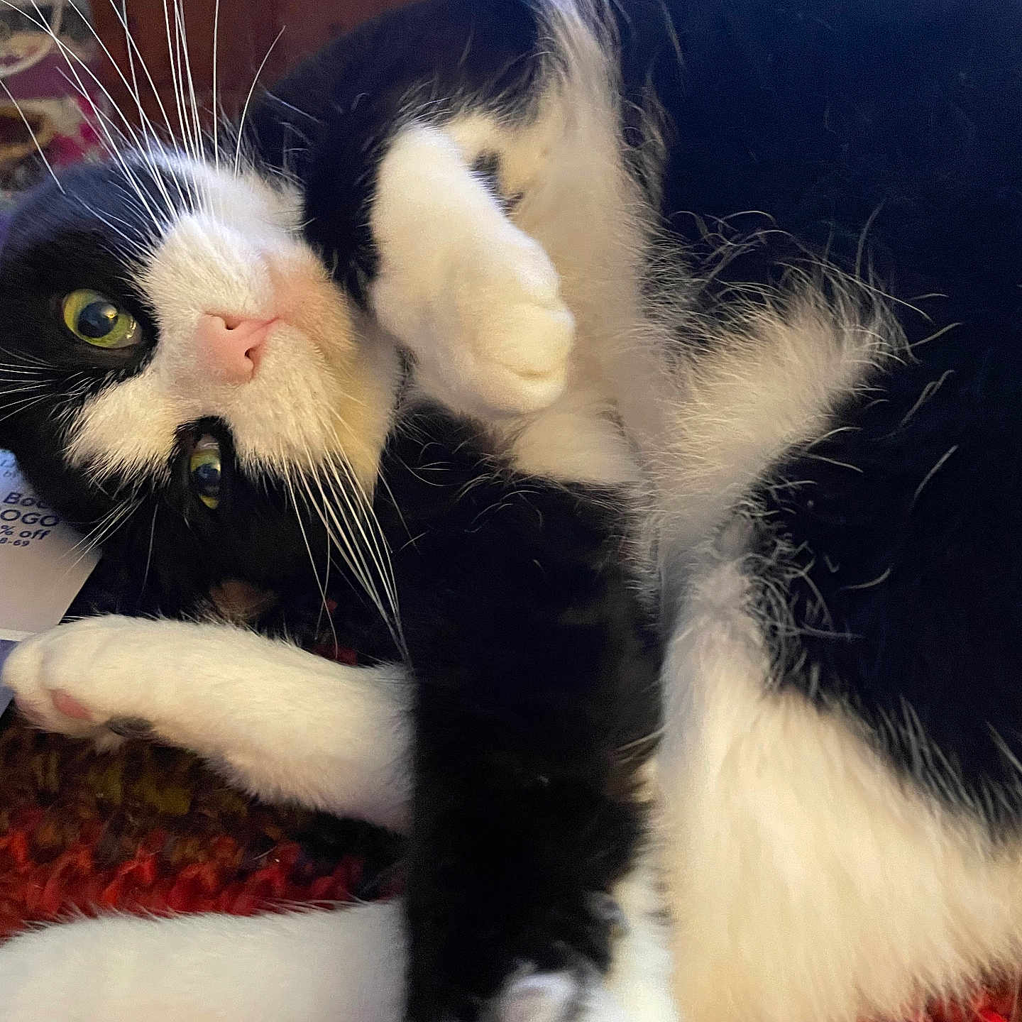 Stella is registered to the contest to win money with this photo: animal, black_and_white, cat, close_up, cozy, curious, cute, feline, fur, green_eyes, indoor, knitted_blanket, lying_down, paw, pet, pink_nose, relaxed, resting, soft, whiskers