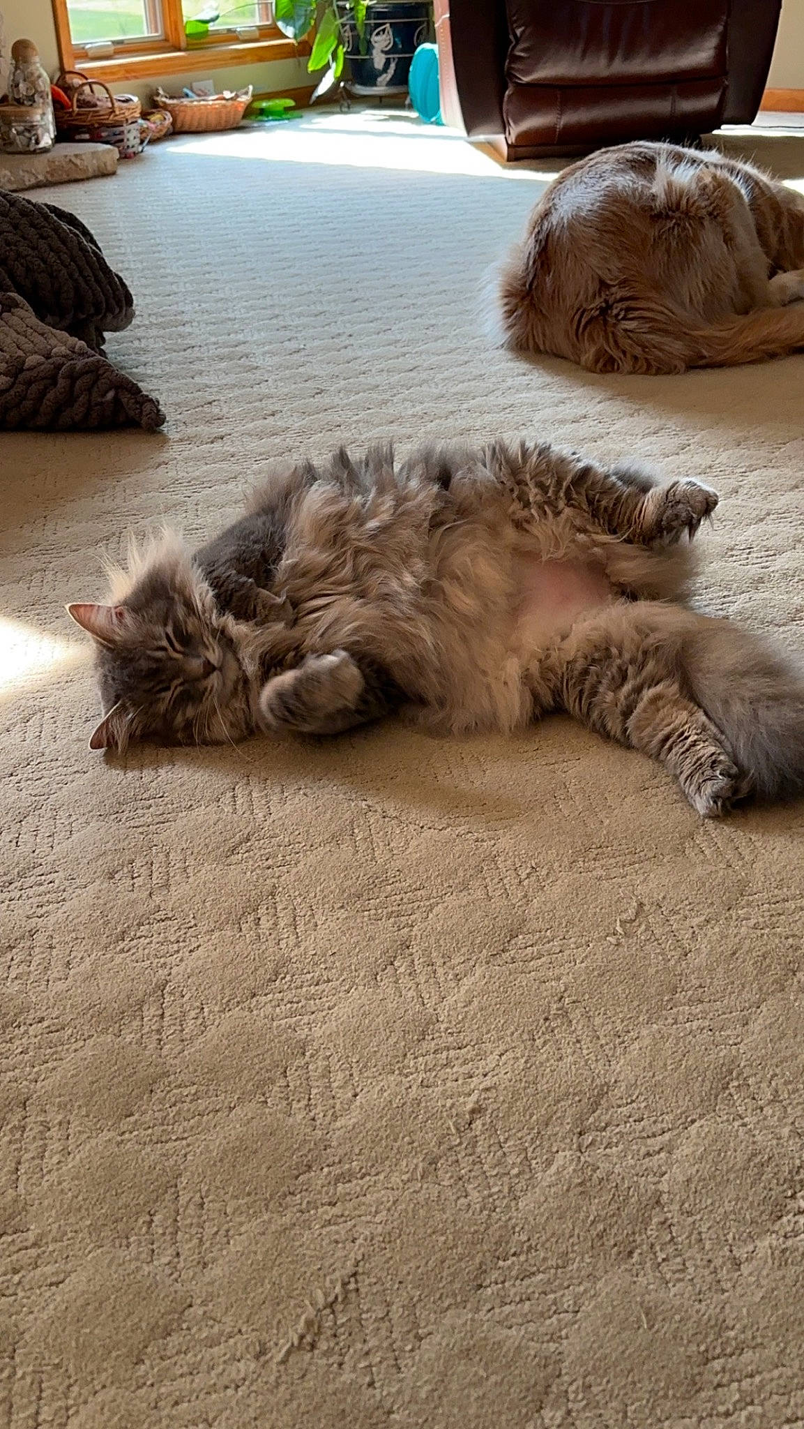 Hannibal joined the competition — help win amazing prizes! carnivore, cat, claw, comfort, domestic_short_haired_cat, fawn, felidae, flooring, fur, grey, hardwood, paw, road_surface, sand, small_to_medium_sized_cats, soil, tail, terrestrial_animal, whiskers, wood