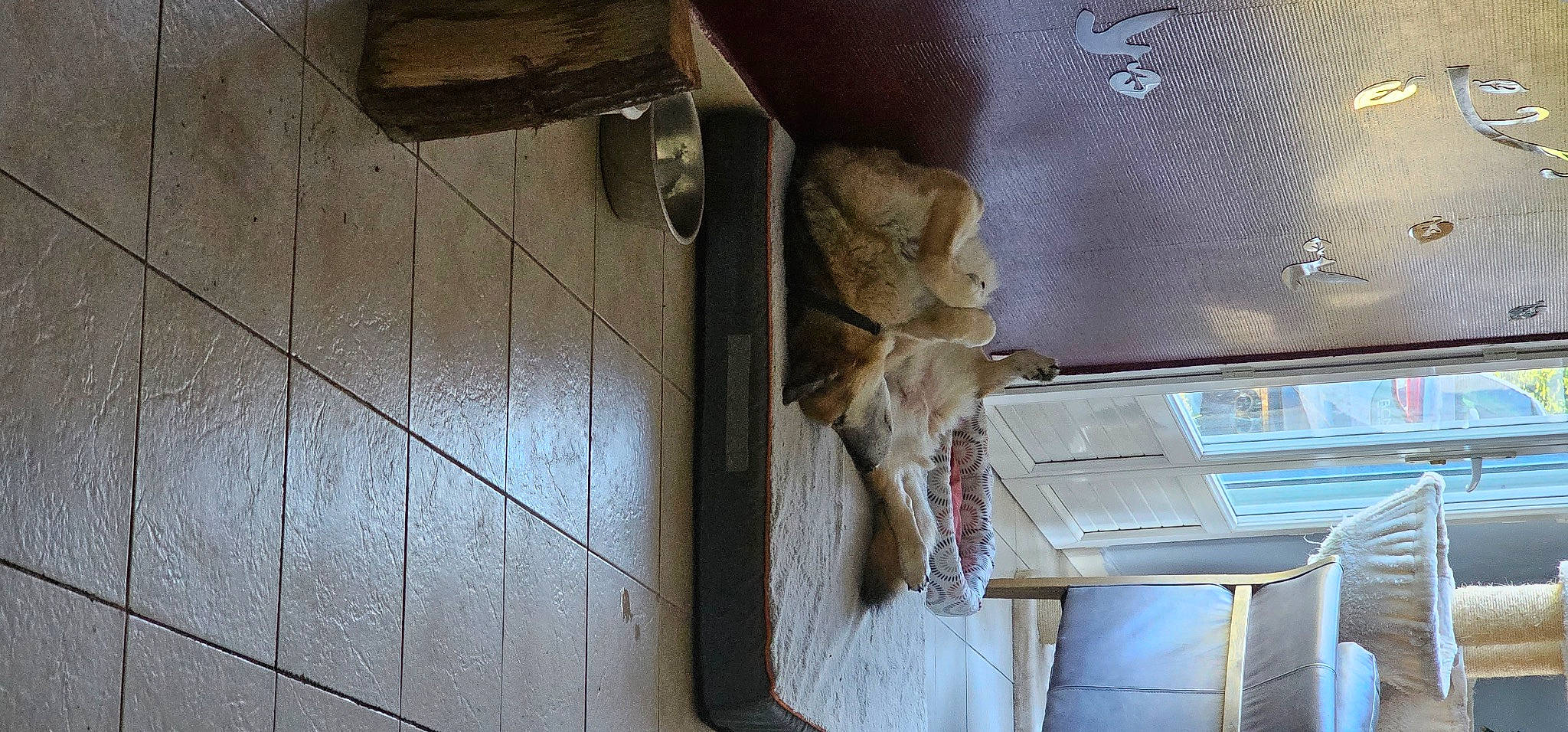 Diane participe au concours pour gagner de l'argent avec cette photo : auto_part, automotive_exterior, automotive_lighting, cabinetry, car, door, door_handle, felidae, fur, gas, hardwood, plank, plywood, room, small_to_medium_sized_cats, vehicle, vehicle_door, window, wood, wood_stain