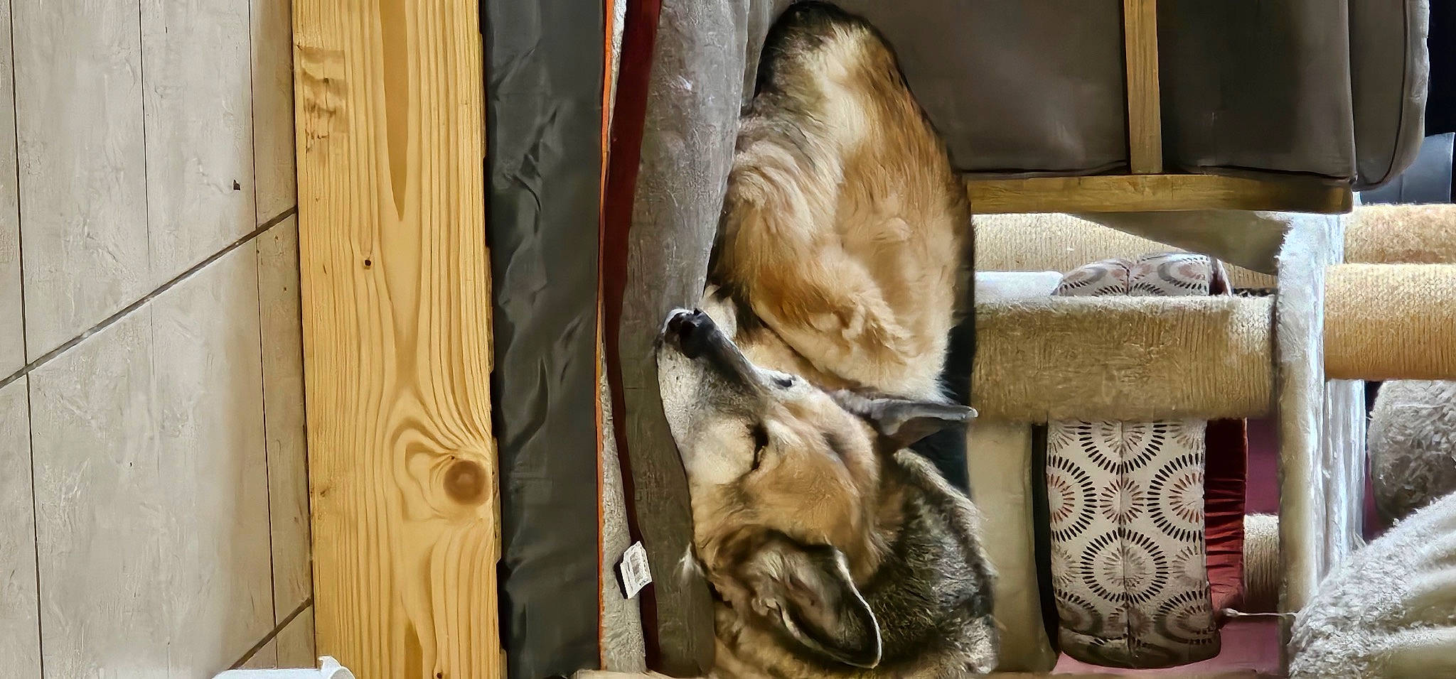 Diane a rejoint le concours — aidez-le/la à gagner de superbes lots ! bored, canidae, carnivore, comfort, companion_dog, dog, dog_breed, fawn, felidae, fur, hardwood, mammal, plank, snout, sporting_group, terrestrial_animal, wildlife, wood, working_animal