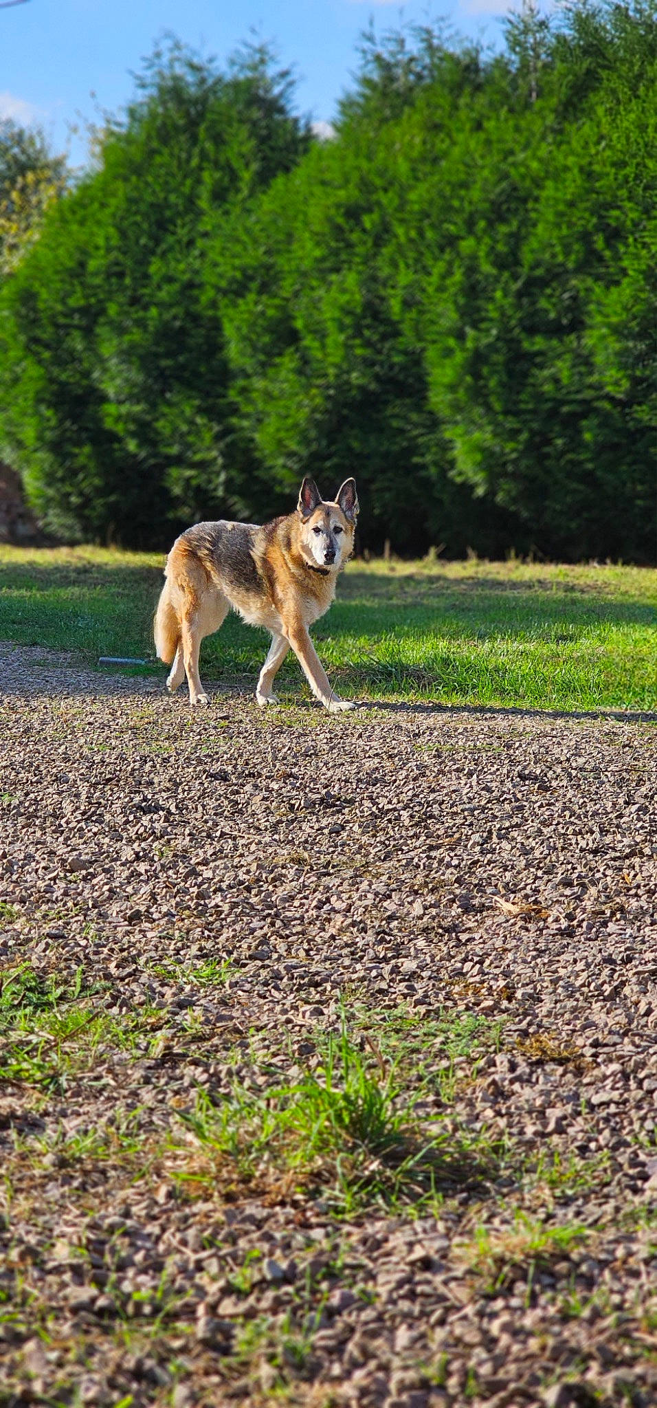 Diane a rejoint le concours — aidez-le/la à gagner de superbes lots ! canidae, canis, carnivore, companion_dog, dog, dog_breed, fawn, grass, grassland, king_shepherd, pasture, plant, soil, sporting_group, tail, terrestrial_animal, tree, wildlife, working_dog