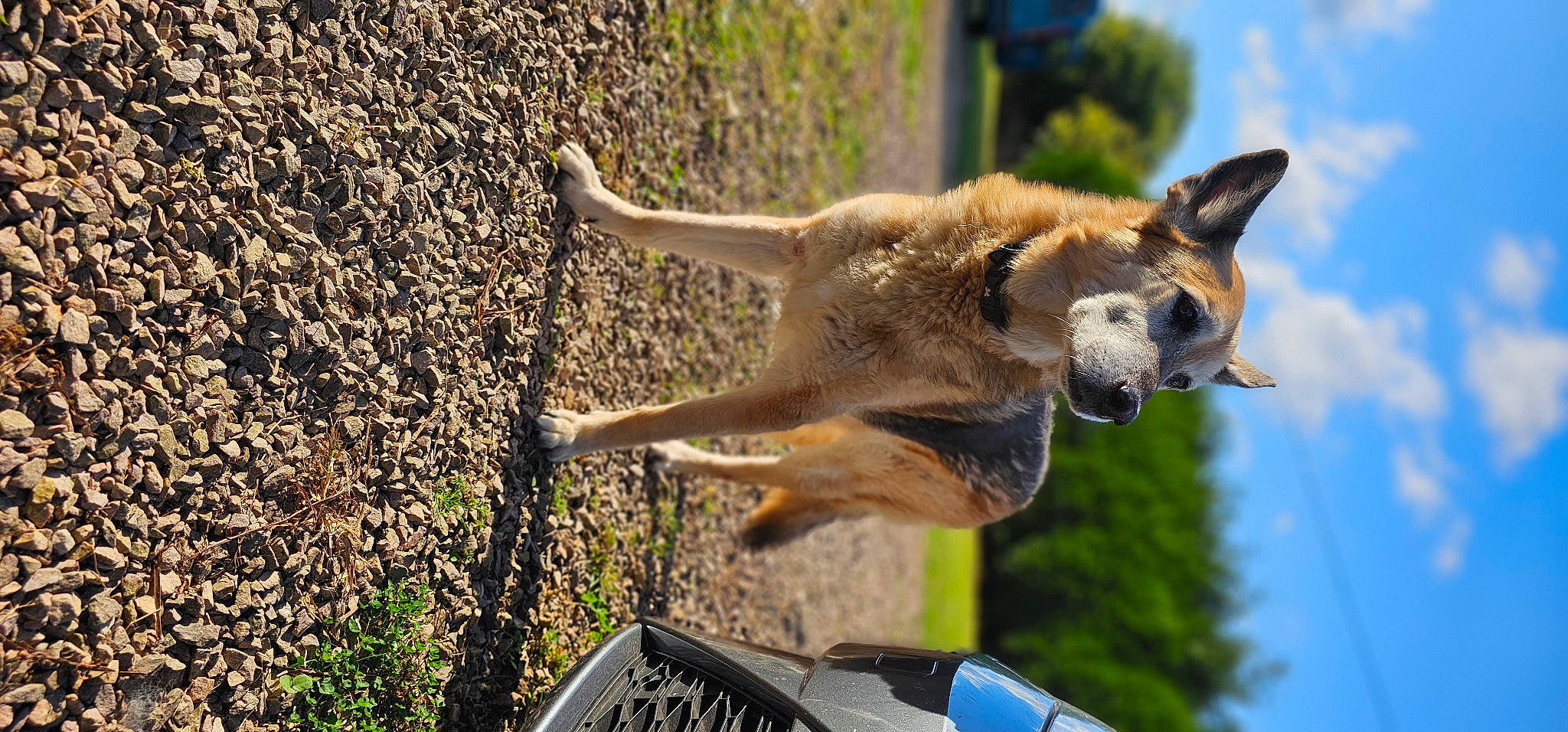 Diane a rejoint le concours — aidez-le/la à gagner de superbes lots ! canis, carnivore, claw, cloud, collar, companion_dog, dog, dog_breed, fawn, fur, grass, sky, soil, sporting_group, tail, terrestrial_animal, tree, wildlife, working_dog