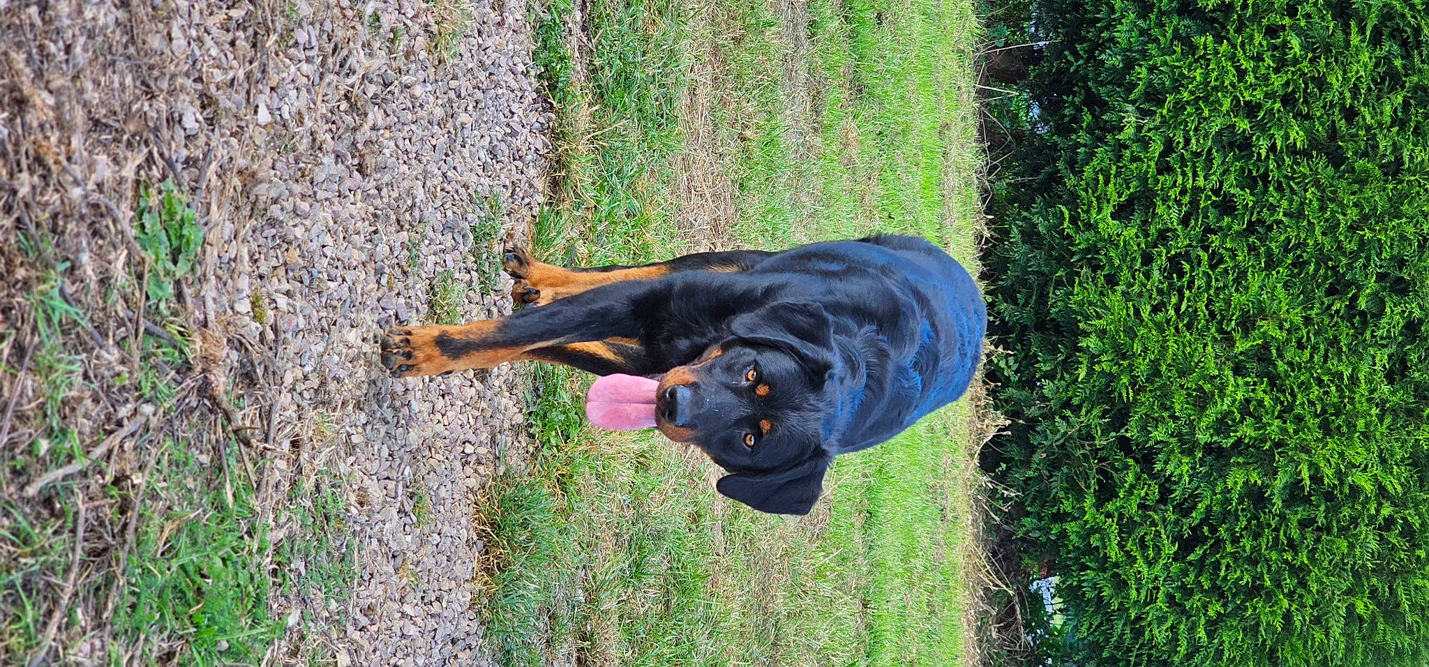 Jack Et Rafal participe au concours pour gagner de l'argent avec cette photo : canidae, carnivore, companion_dog, dobermann, dog, dog_breed, electric_blue, grass, groundcover, guard_dog, hunting_dog, plant, sporting_group, tail, terrestrial_animal, working_animal, working_dog