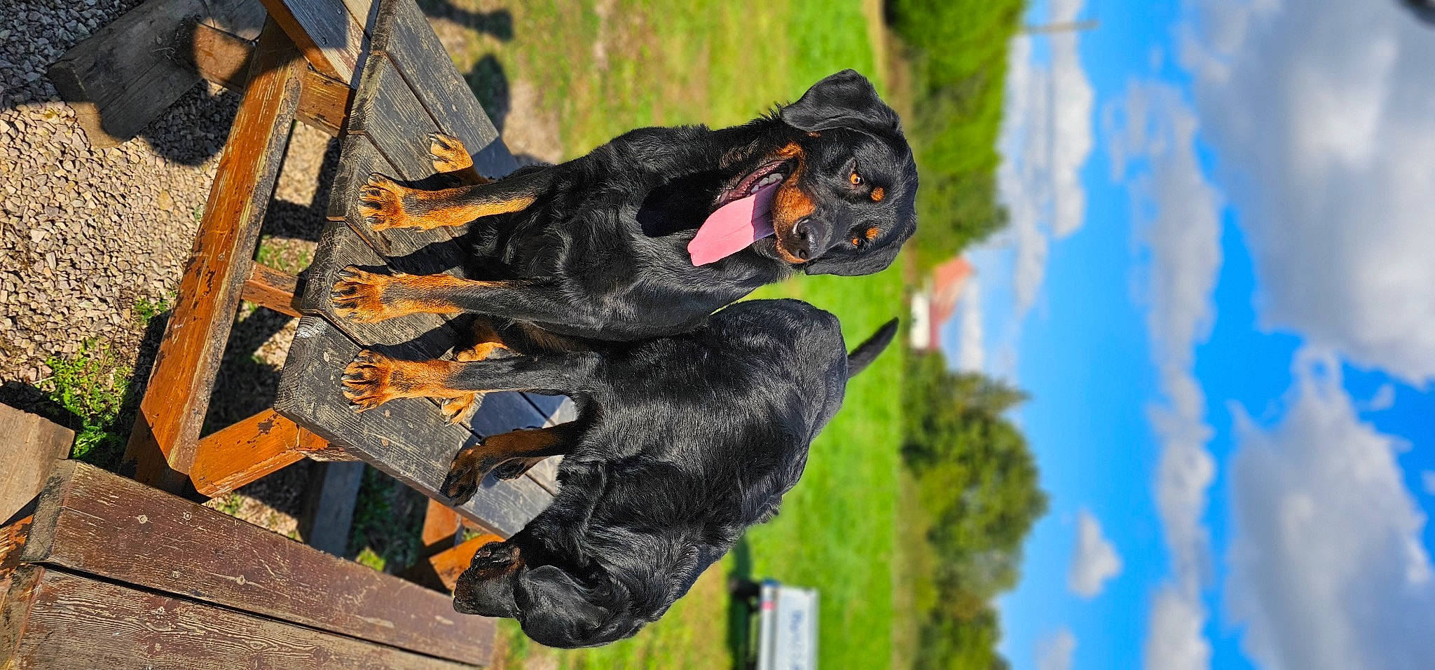 Jack Et Rafal a rejoint le concours — aidez-le/la à gagner de superbes lots ! art, cloud, fictional_character, fur, glove, grass, guard_dog, personal_protective_equipment, plant, primate, sky, snout, tree, trunk, wildlife, wood