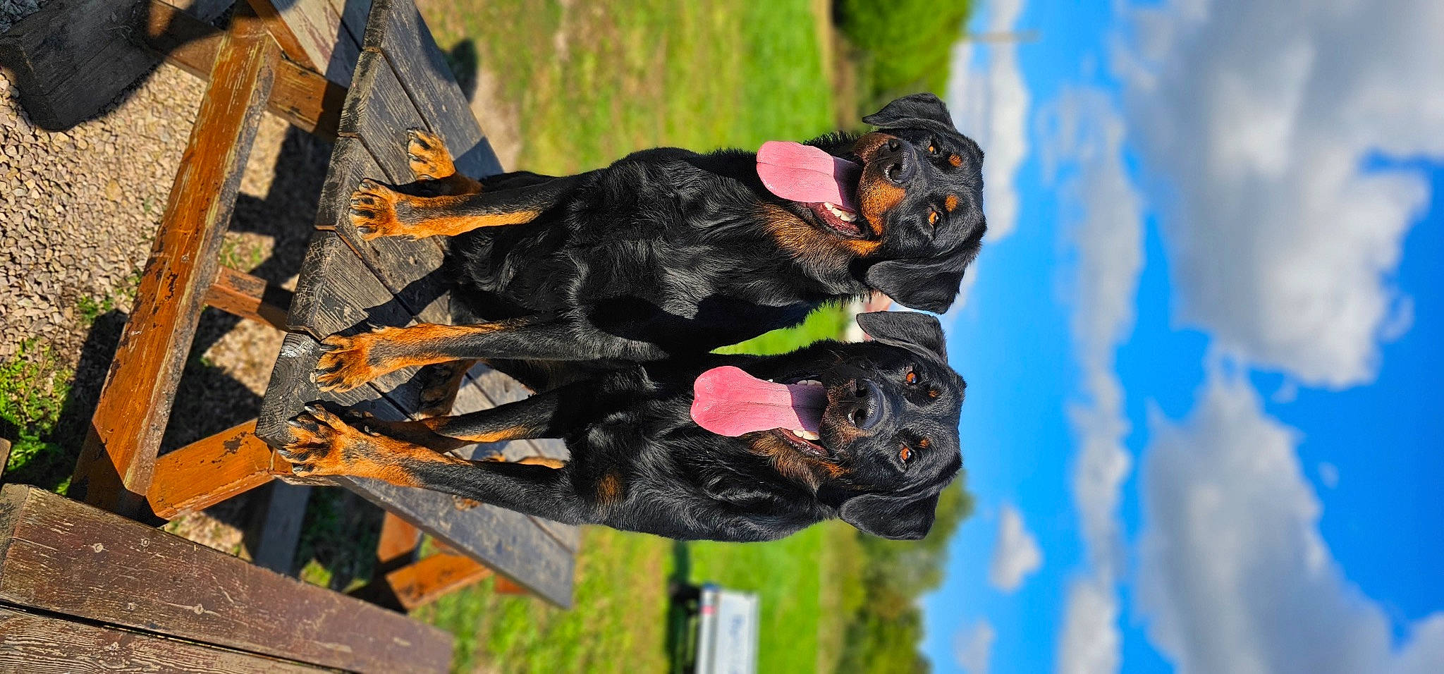 Jack Et Rafal a rejoint le concours — aidez-le/la à gagner de superbes lots ! canidae, carnivore, cloud, dog_breed, event, grass, guard_dog, plant, sky, sporting_group, tail, tree, wood