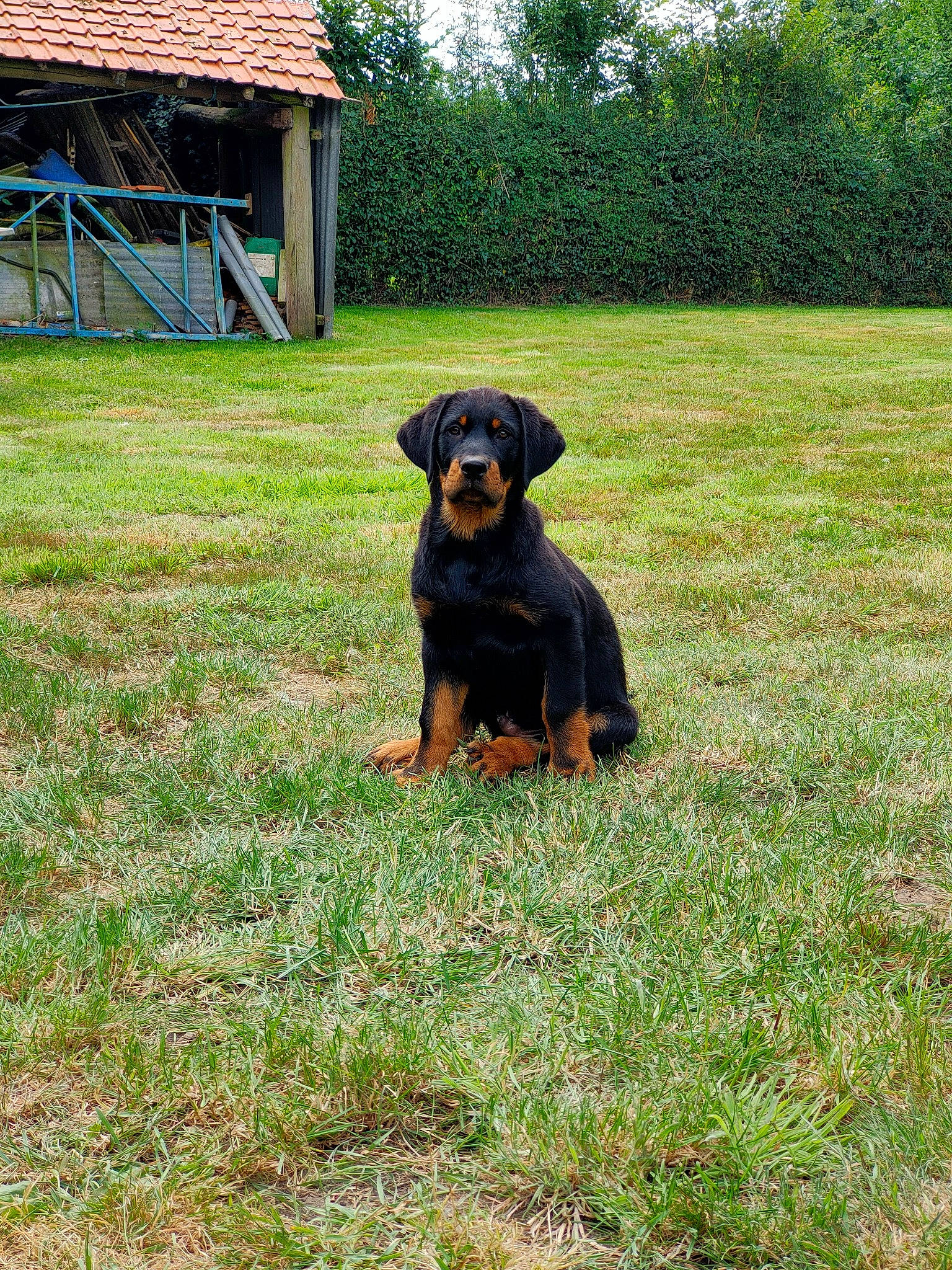 Rafal a rejoint le concours — aidez-le/la à gagner de superbes lots ! canidae, carnivore, companion_dog, dog, dog_breed, field, grass, grass_family, grassland, groundcover, lawn, meadow, pasture, plant, rottweiler, sporting_group, tail, tree, working_animal, working_dog