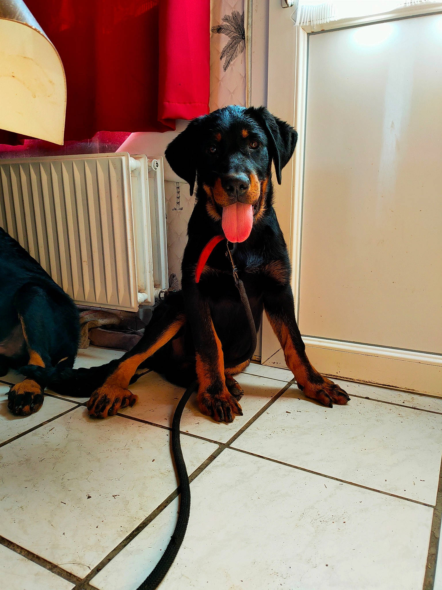 Rafal participe au concours pour gagner de l'argent avec cette photo : canidae, carnivore, collar, companion_dog, dog, dog_breed, dog_collar, dog_supply, fawn, floor, flooring, guard_dog, pet_supply, pinscher, rottweiler, sitting, snout, sporting_group, working_animal, working_dog