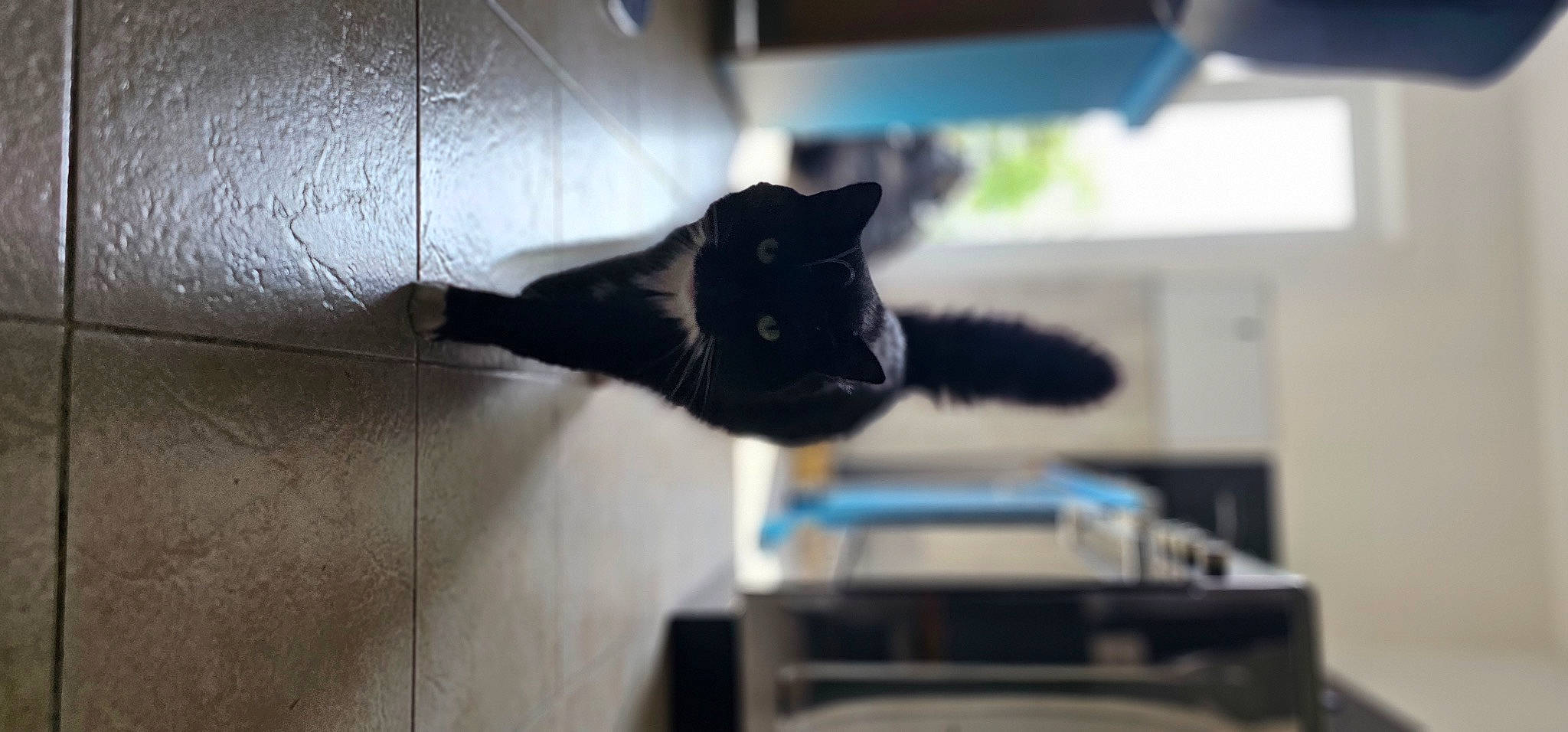 Maurice participe au concours pour gagner de l'argent avec cette photo : black_cat, bombay, carnivore, cat, domestic_short_haired_cat, felidae, fur, gesture, room, shadow, small_to_medium_sized_cats, snout, tail, tints_and_shades, whiskers