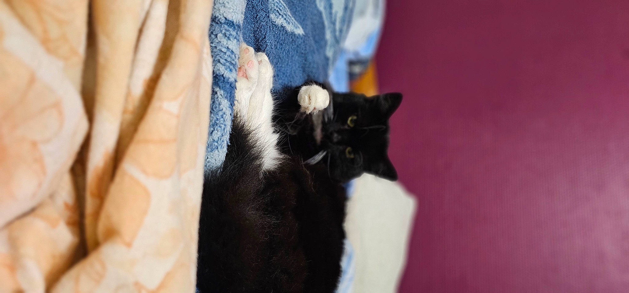 Maurice participe au concours pour gagner de l'argent avec cette photo : beard, carnivore, cat, claw, comfort, domestic_short_haired_cat, elbow, electric_blue, felidae, formal_wear, fur, hand, human_leg, sleeve, small_to_medium_sized_cats, snout, tail, terrestrial_animal, whiskers, wrist