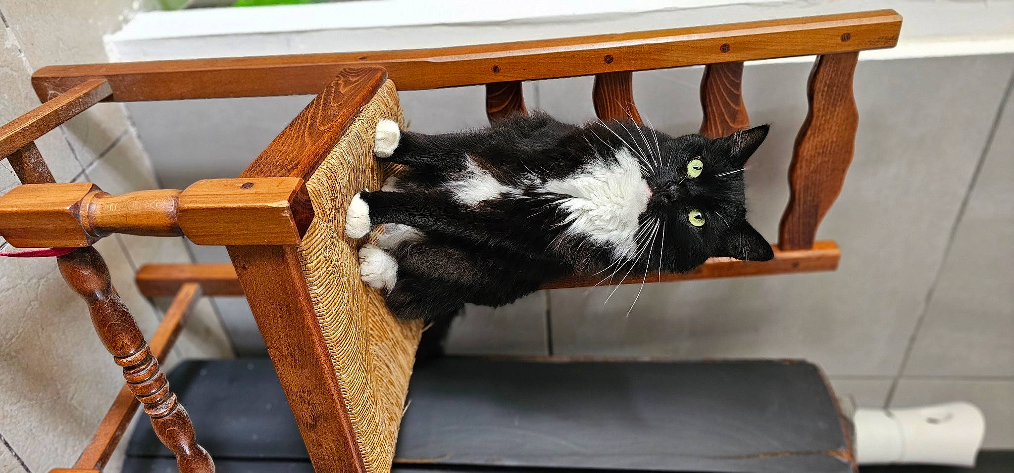 Maurice a rejoint le concours — aidez-le/la à gagner de superbes lots ! black_cat, carnivore, cat, cat_supply, claw, comfort, domestic_short_haired_cat, felidae, fur, hardwood, natural_material, outdoor_furniture, paw, small_to_medium_sized_cats, snout, tail, terrestrial_animal, whiskers, window, wood